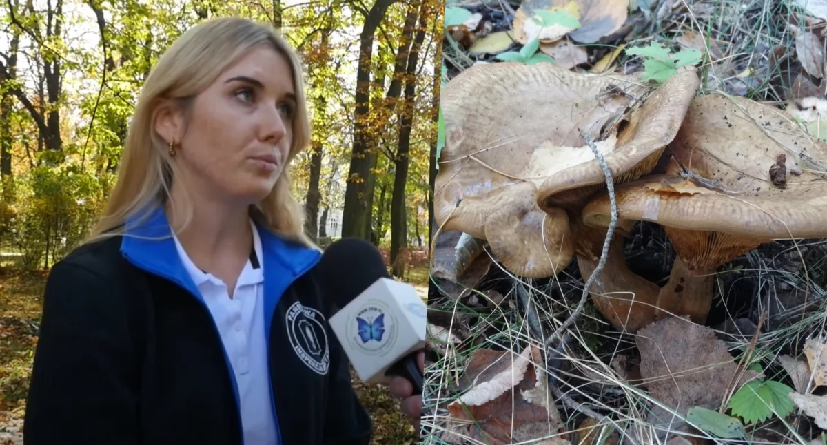 Uważajmy podczas grzybobrania. Sanepid ostrzega przed zatruciami