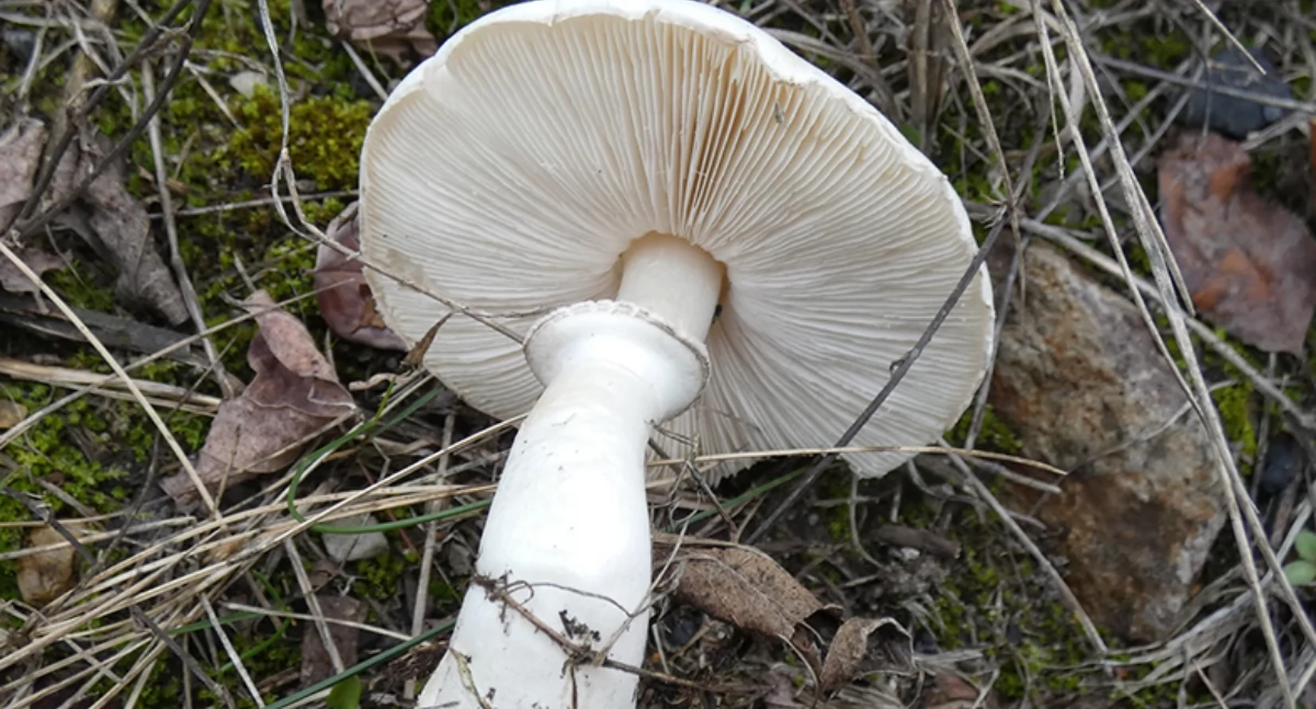 Las na nasypie - rośliny, grzyby i huby spotykane na terenach kolejowych