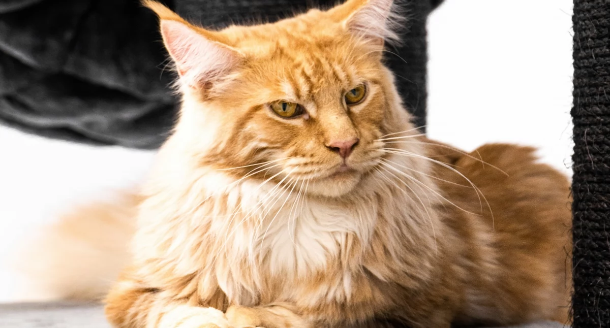 Maine Coon – jakie są wymagania największego kota domowego?
