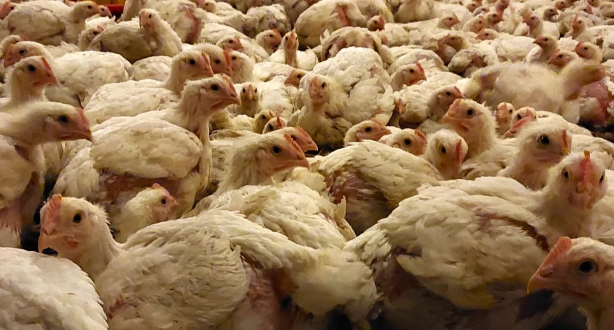 Ptasia grypa coraz groźniejsza – wykładajmy maty dezynfekcyjne i dbajmy o bioasekurację