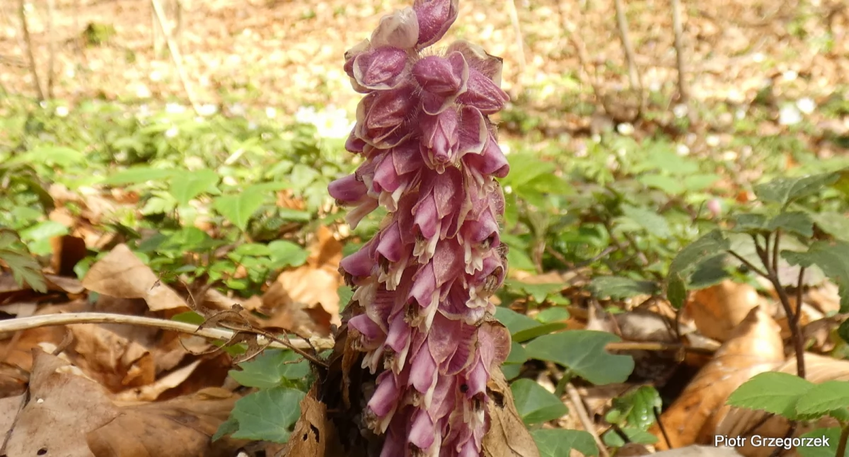 Łuskiewnik różowy