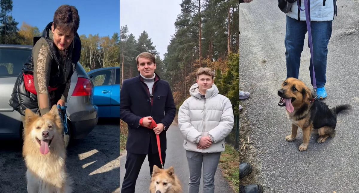 Zbiórka dla psów do adopcji. Wesprzyj potrzebujące zwierzęta