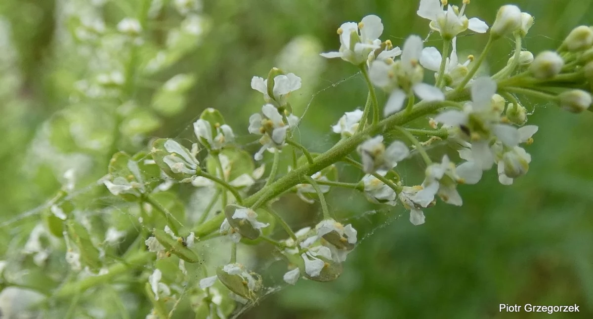 Pieprzyca gruzowa – Lepidium ruderale
