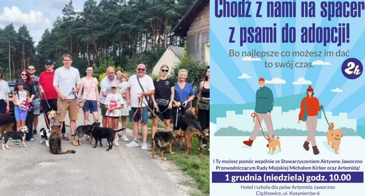 Spacer z psami do adopcji – dołącz już 1 grudnia