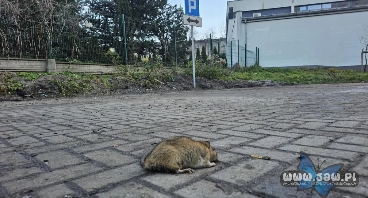 Plaga szczurów na Osiedlu Stałym