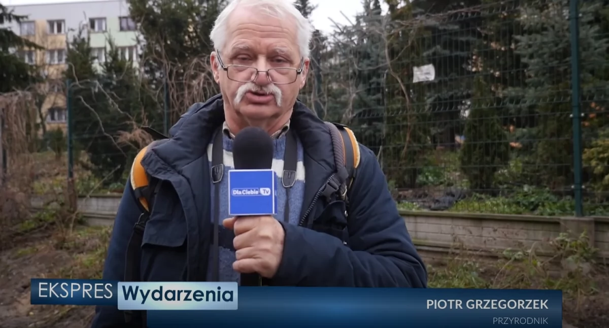 Problem szczurów na Osiedlu Stałym – kto powinien zadziałać? Piotr Grzegorzek: koty mogą pomóc