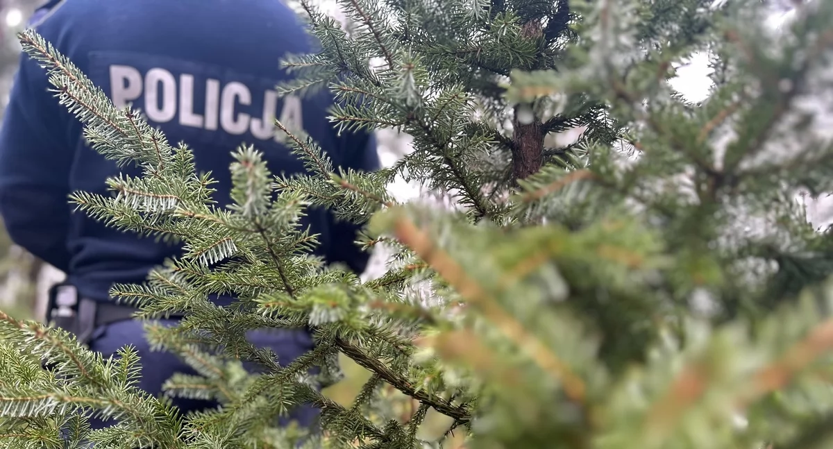 Mandat, a nawet pozbawienie wolności za kradzież choinki z lasu