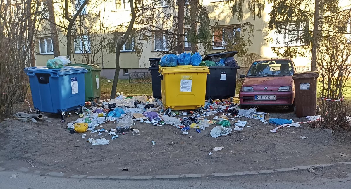 Świąteczny stół dla dzików w Jaworznie