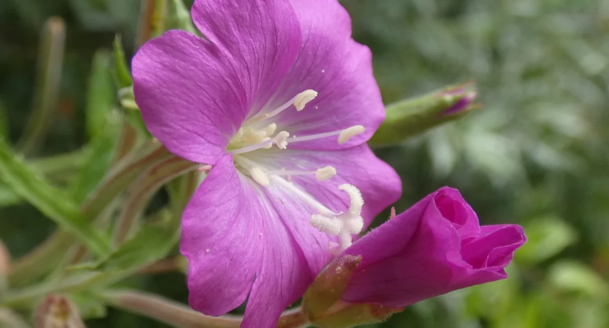Wierzbownica kosmata