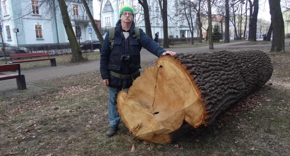 Czy to drzewo było chore? Przyrodnik zaprzecza