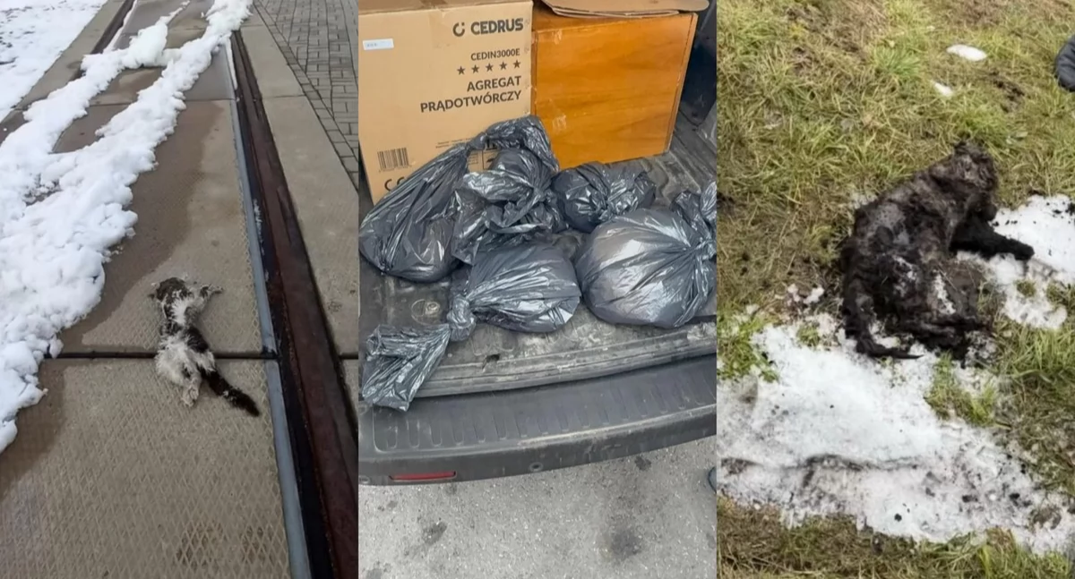 Są wyniki sekcji zwłok otrutych kotów na terenie Elektrowni Jaworzno