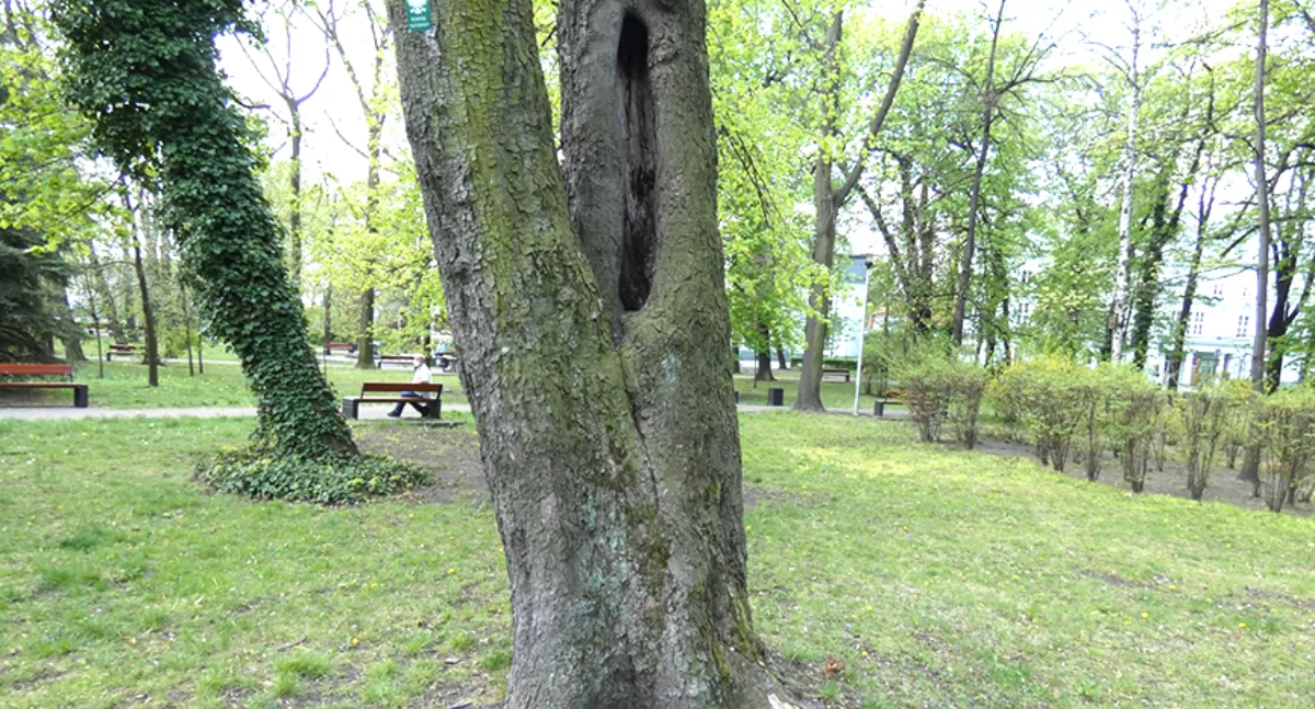 Spod dziuplastego jaworu