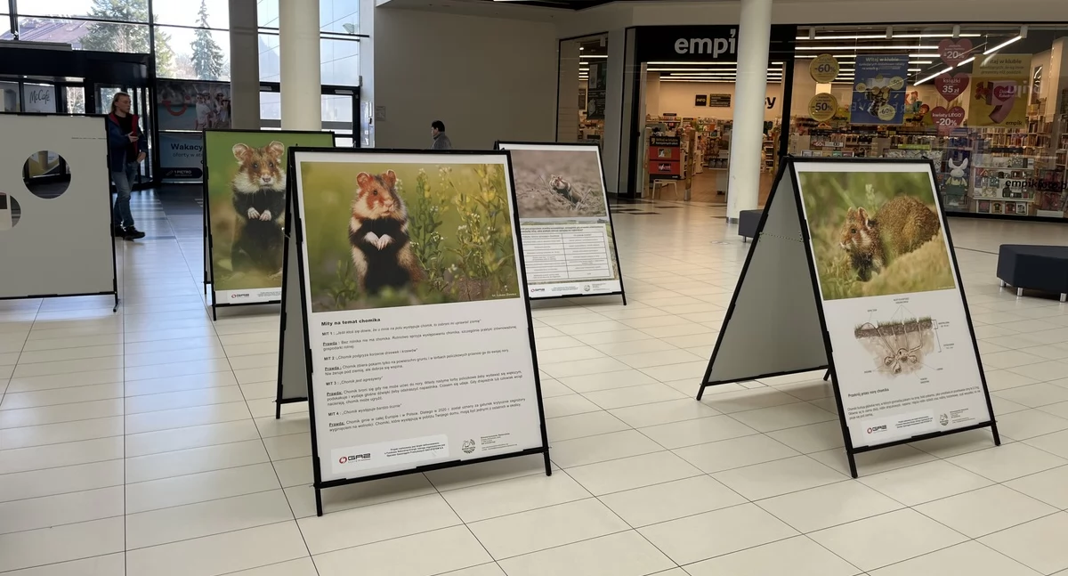Chomik europejski zagościł w Galerii Galena
