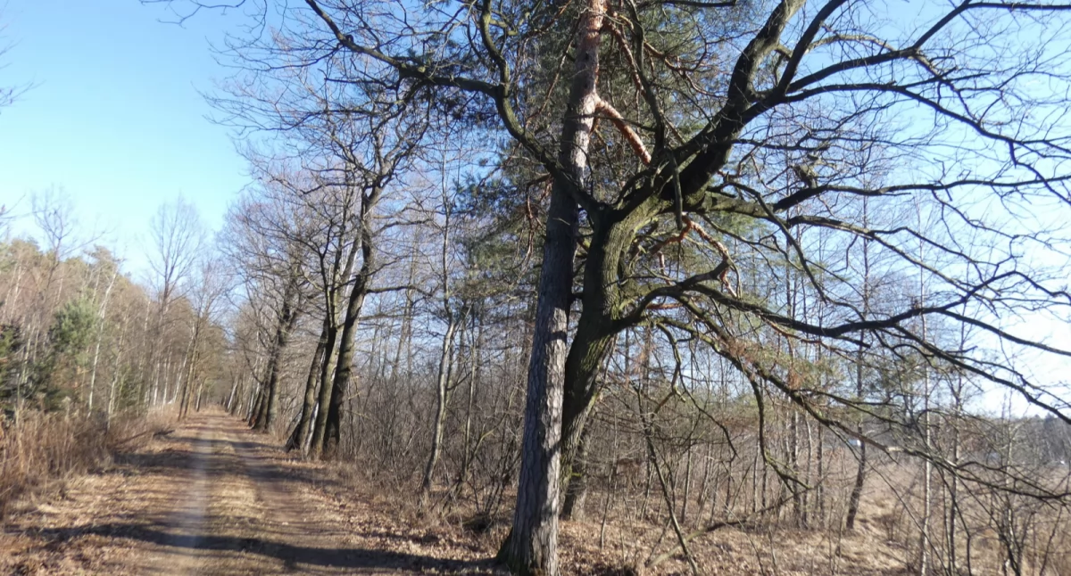 Bliski związek sosny z dębem