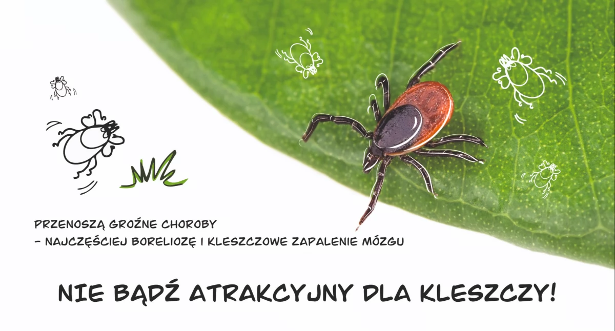 Rozpoczyna się sezon kleszczowy. Sanepid ostrzega