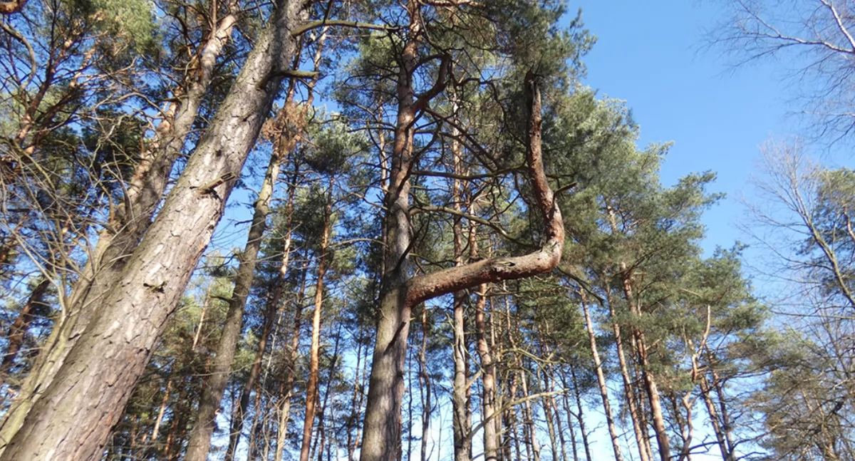 Lasy w Okrąglu