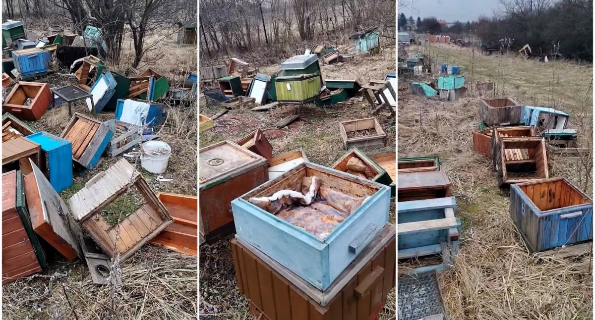 Wandal zniszczył pasiekę. 11 zdewastowanych uli i zabite pszczoły 