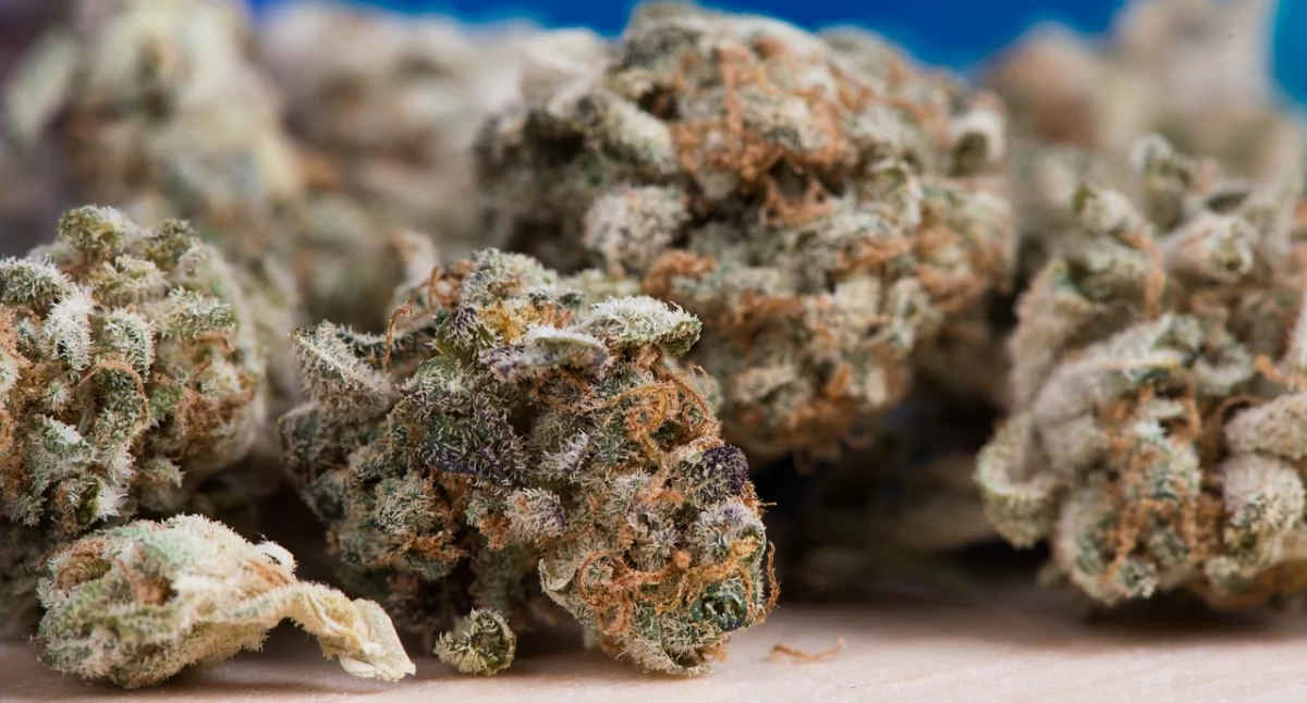 Medyczna marihuana - co o niej wiemy?