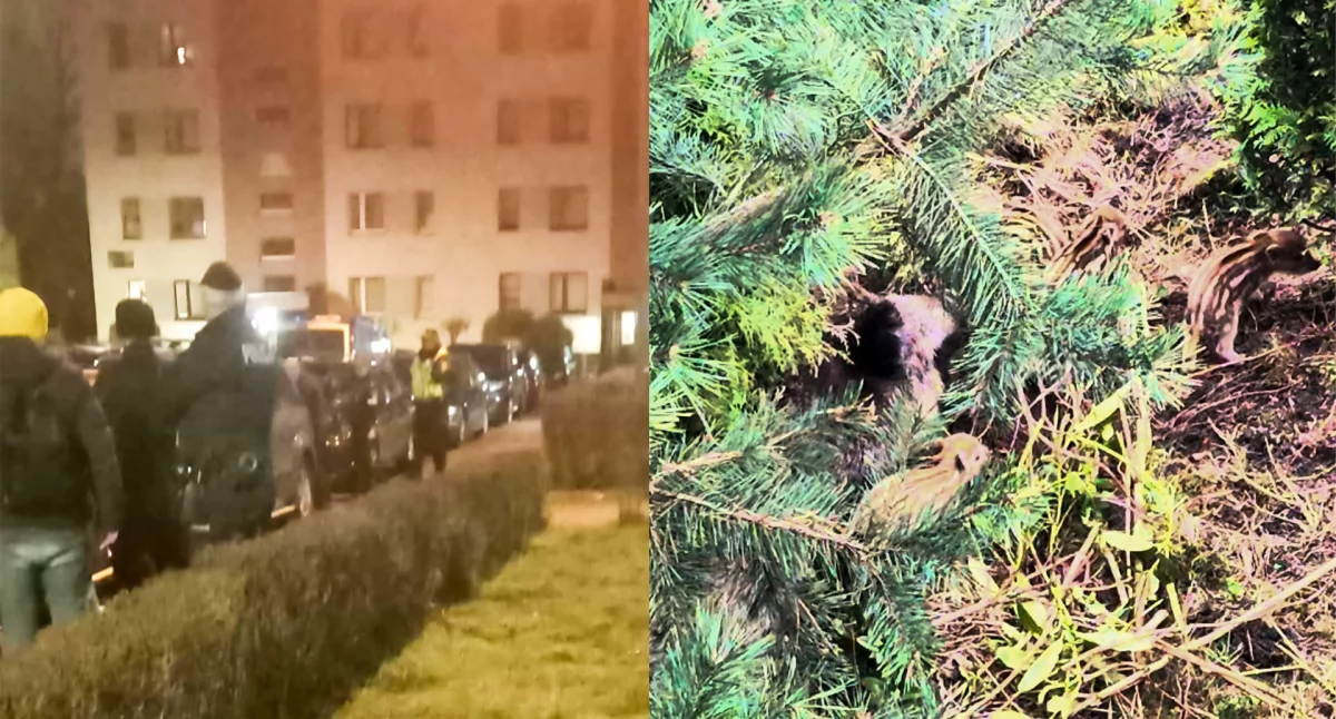 Odstrzał dzików między blokami. Locha z młodymi zagrażała mieszkańcom