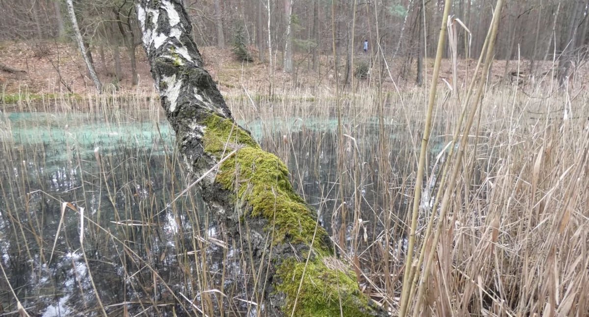Dyskretny urok Żabnika. Doskonałe miejsce na spacer 