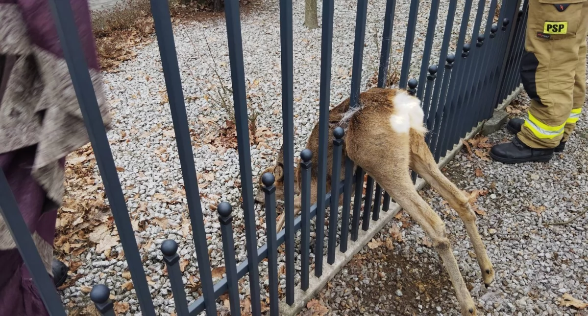 Strażnicy miejscy wraz ze strażakami uratowali z potrzasku sarny