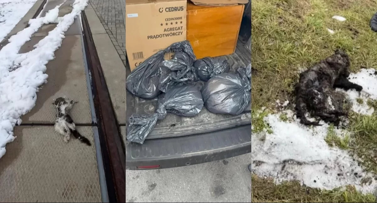 Umorzono dochodzenie w sprawie martwych kotów z Elektrowni w Jaworznie