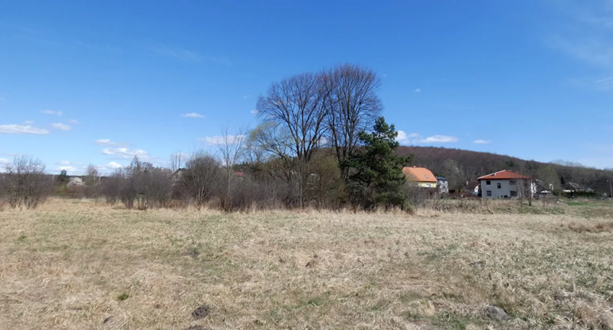 Wiązy z Cezarówki