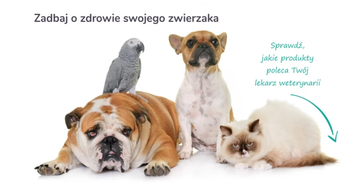 Zoona.pl – Twój sklep zoologiczny po sąsiedzku z dostawą do domu