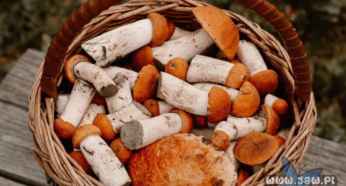 Czy będą grzyby na majówkę 2025? Natura może zaskoczyć grzybiarzy