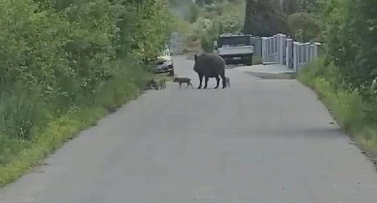 Dziki obok posesji. Strach wyjść z domu, komentuje pani Barbara