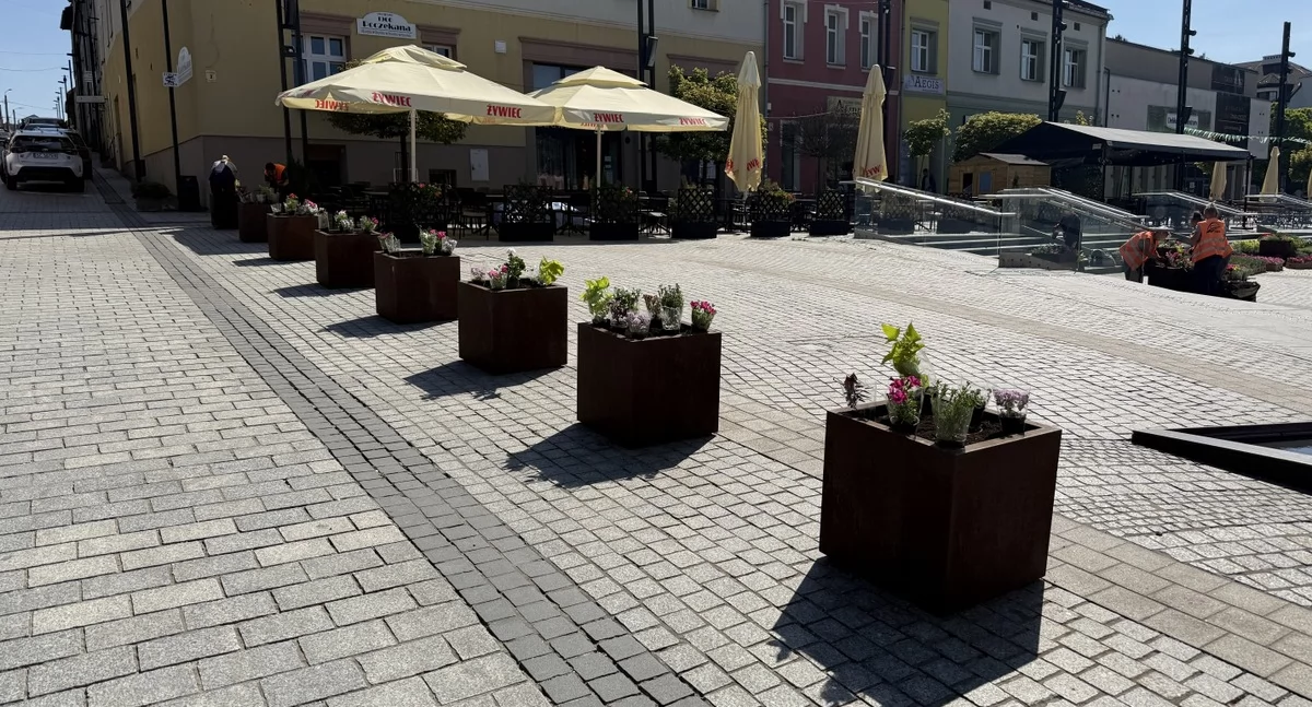 Kwiaty ozdobiły Rynek w Jaworznie