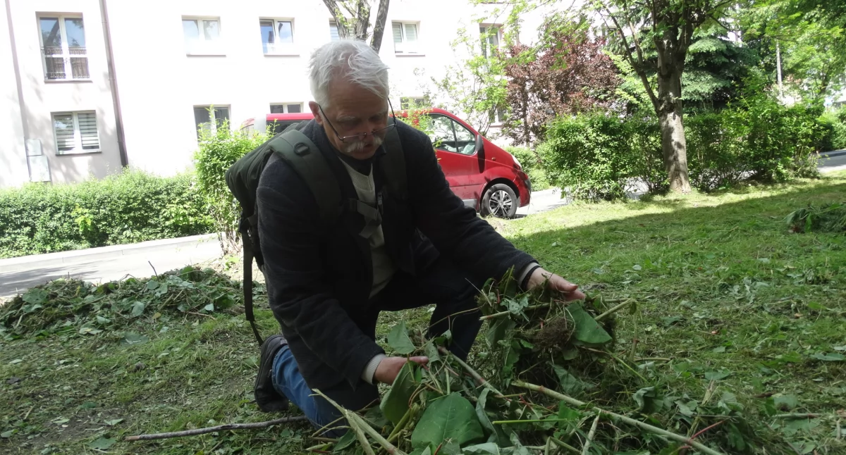 Rdestowiec szkodzi blokowi. Czy koszenie wystarczy?