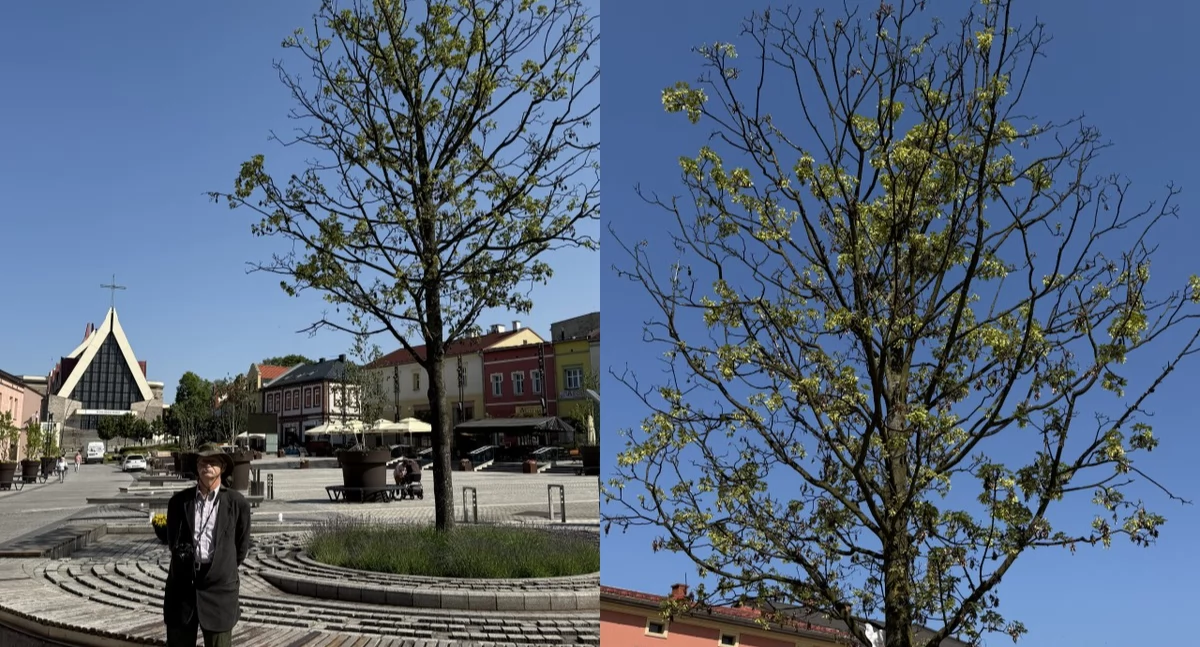 Jawor na rynku w Jaworznie usycha. Klątwa Od.Nowa się znów sprawdza? 