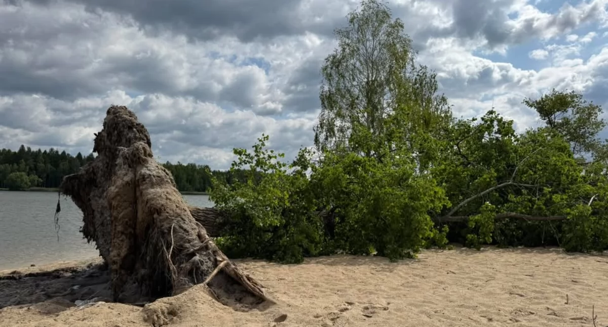Powalone drzewa na Sosinie. Burza i wichura zostawiły po sobie zniszczenia