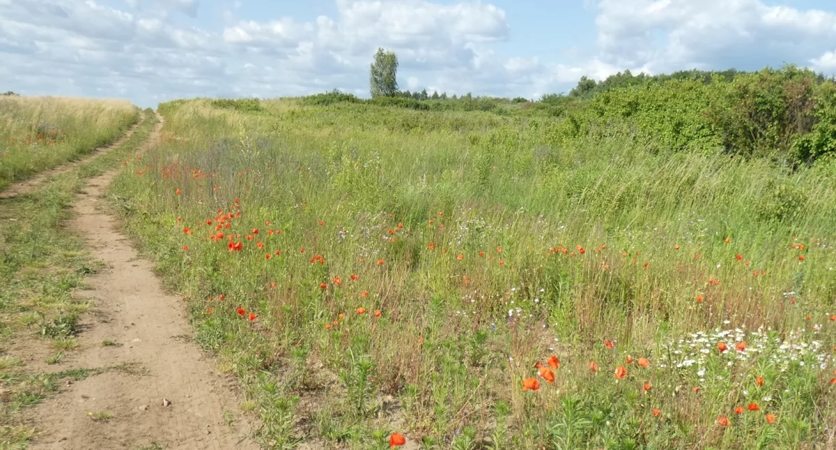 Góra Przygoń – botaniczna opowieść z serca Jaworzna
