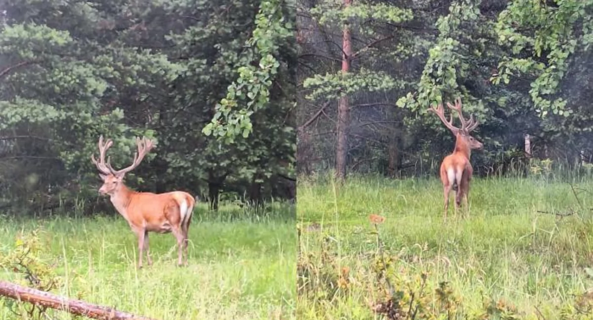 Odstrzał jeleni w Jaworznie - aktualizacja