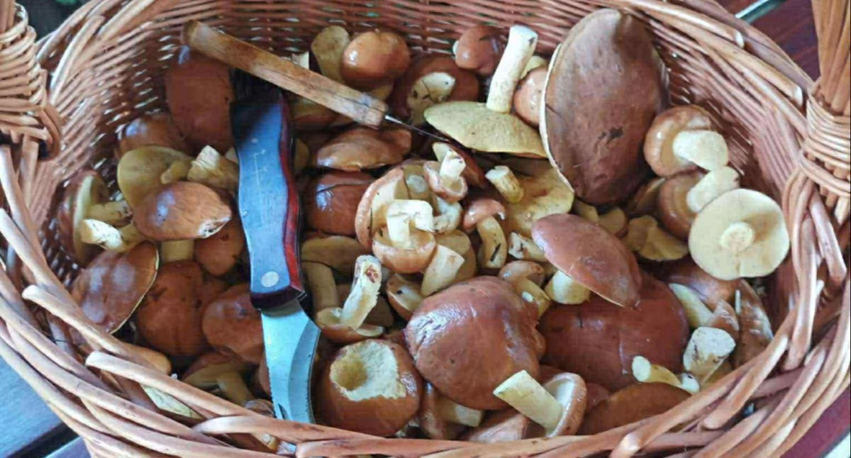 Sezon na grzyby w Jaworznie rozpoczęty! Maślaki, kozaki i kanie już w lasach