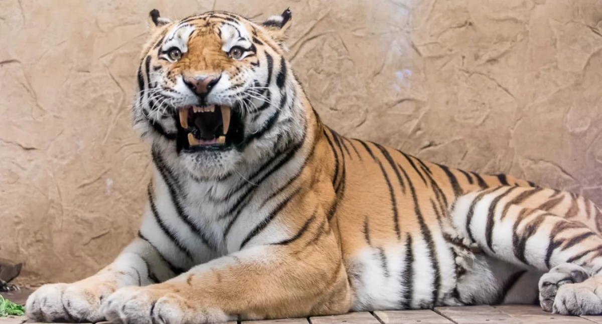 ZOO w Chorzowie zaprasza. Zobacz Tygrysa Tibera - nowego mieszkańca