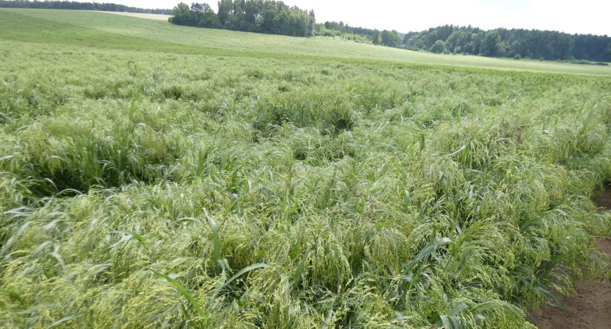 Zapis z terenu: Przygoń – Trzebinia w obiektywie Grzegorzka