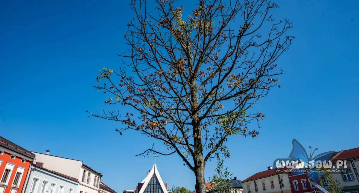 Jawor na rynku usycha. Stowarzyszenie Zielone Jaworzno pyta o podjęte działania. MZDiM odpowiada