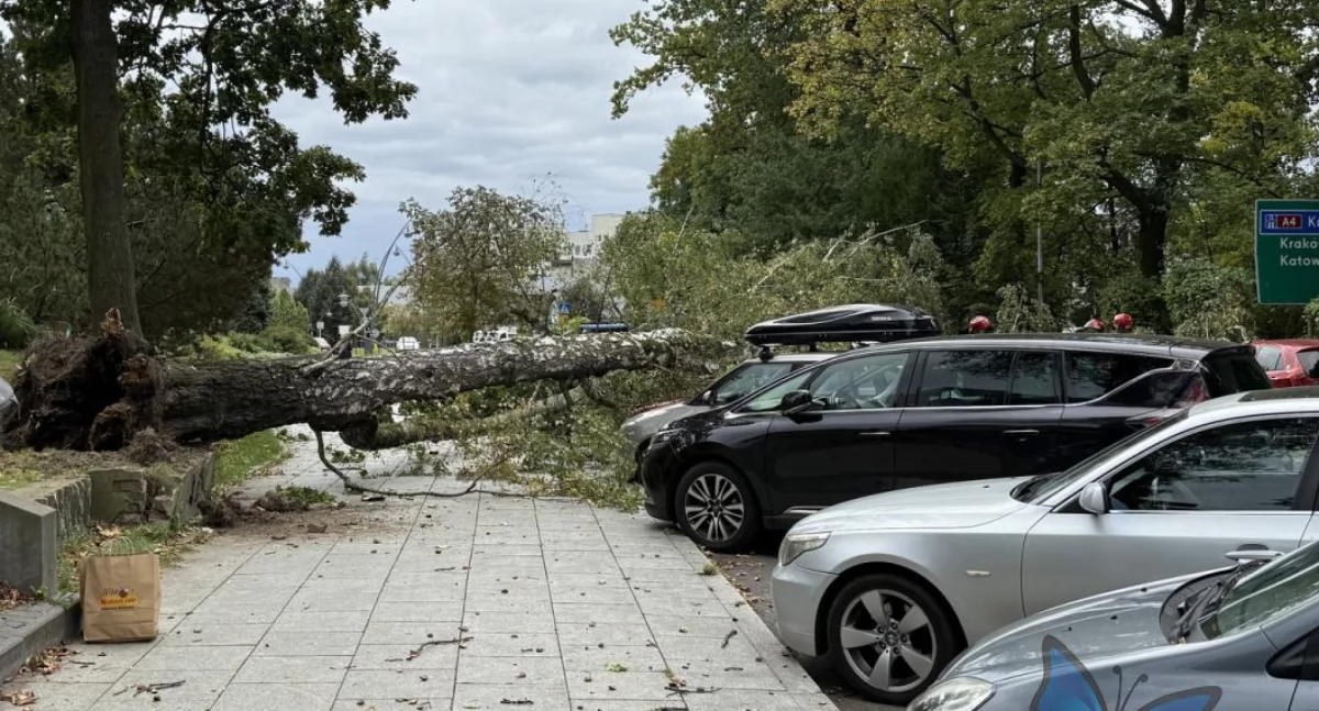Pożegnanie pomnika przyrody - Drzewa Agnieszki 