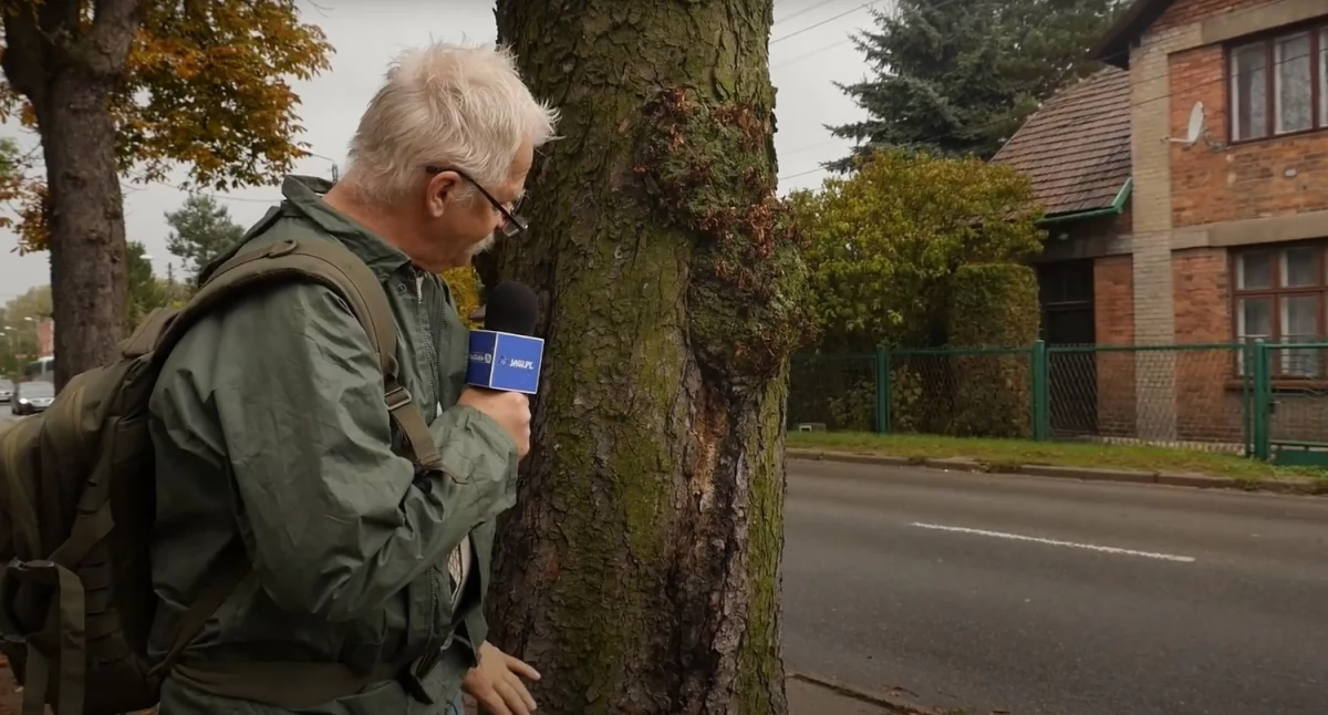 Chore kasztanowce na ulicy Szczakowskiej. Efekt Agnieszki