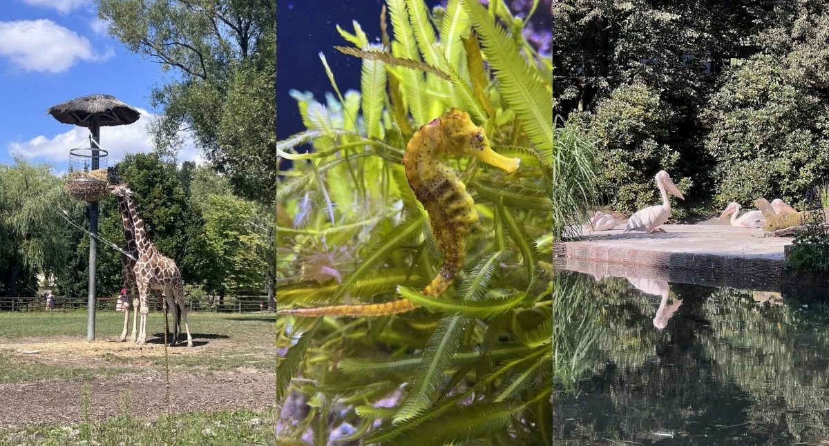 WFOŚiGW w Katowicach dofinansował edukację ekologiczną w Śląskim Zoo. Blisko 40 tys. zł na projekt