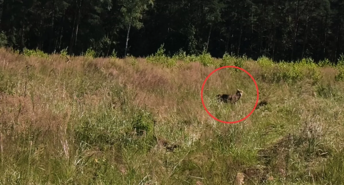 Wilki w Jaworznie. Mieszkaniec natknął się na nie w Ciężkowicach
