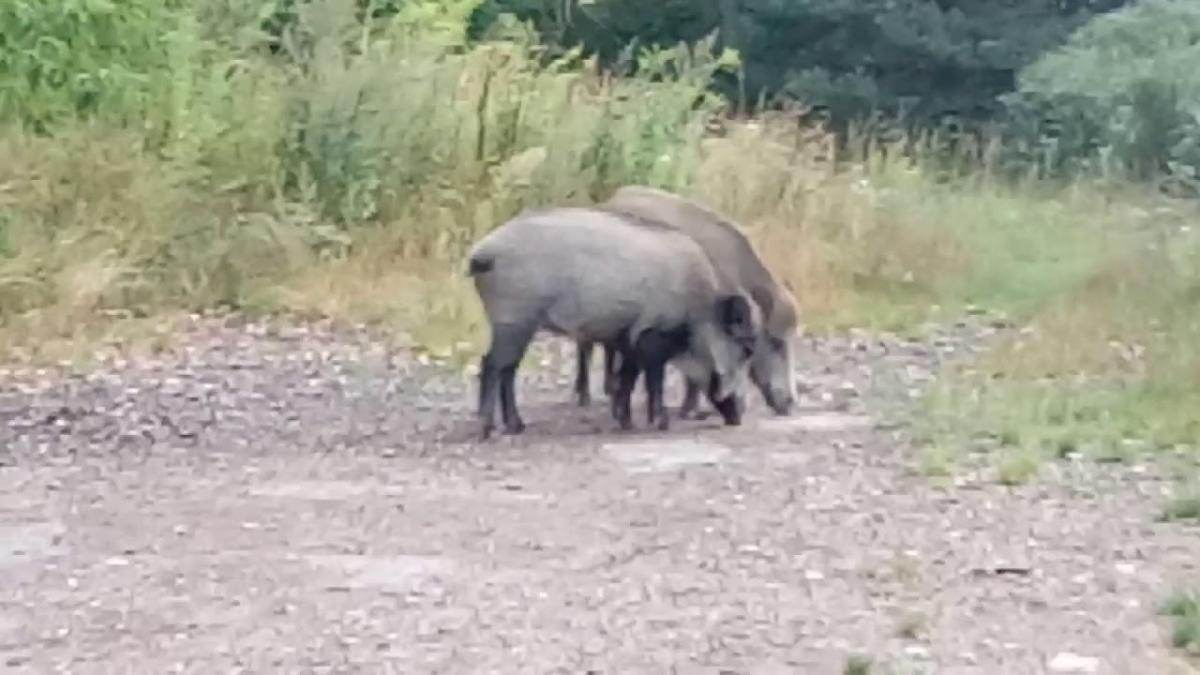 Dziki przyłapane w czasie śniadania