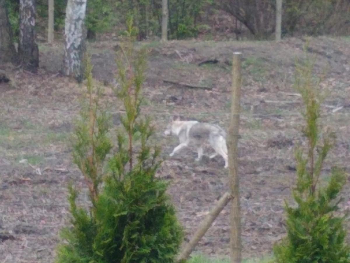 Jest wilk, czy nie ma wilka? Już wszystko jasne!