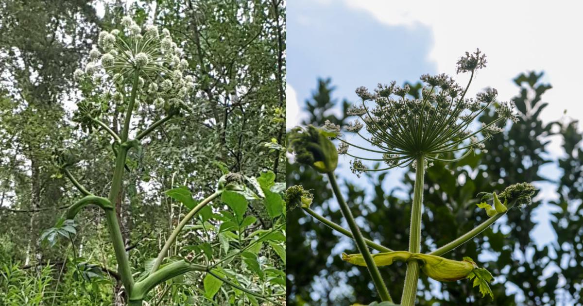 Barszcz Sosnowskiego znów w Jaworznie?