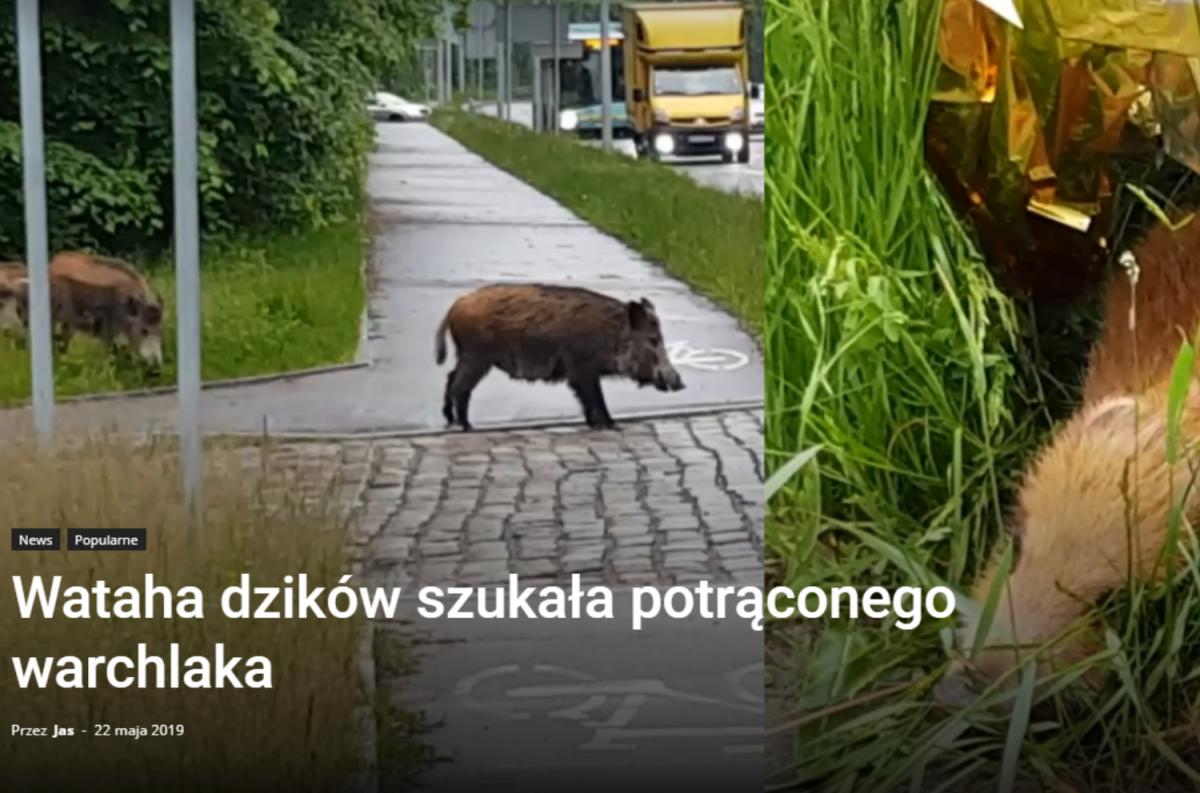 TVN24 o rannym warchlaku i szukających go dzikach