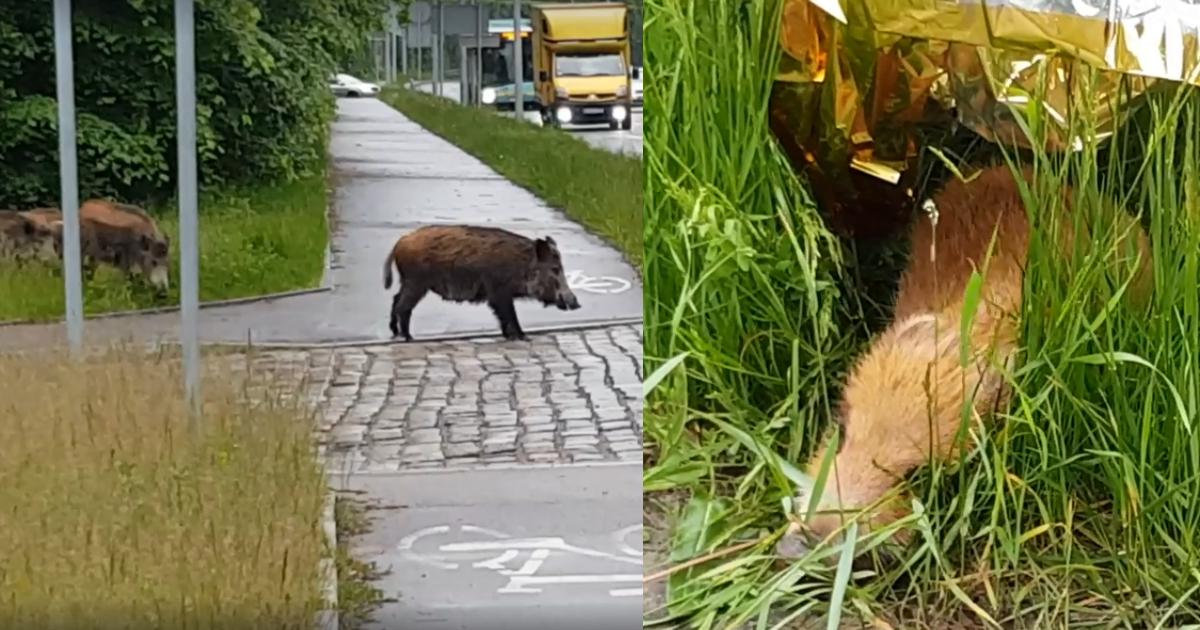 Wataha dzików szukała potrąconego warchlaka