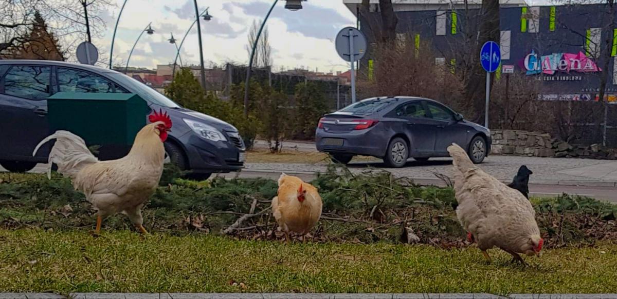Tymczasem w centrum Jaworzna